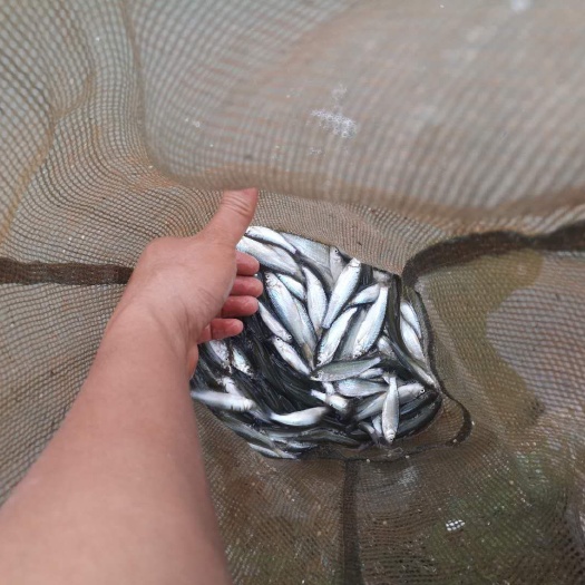 南宁赤眼鳟鱼苗