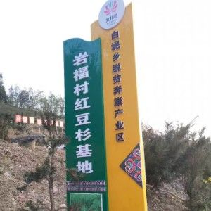 夏禹林苗木   公孙果 苗 银杏树苗 绿化树种