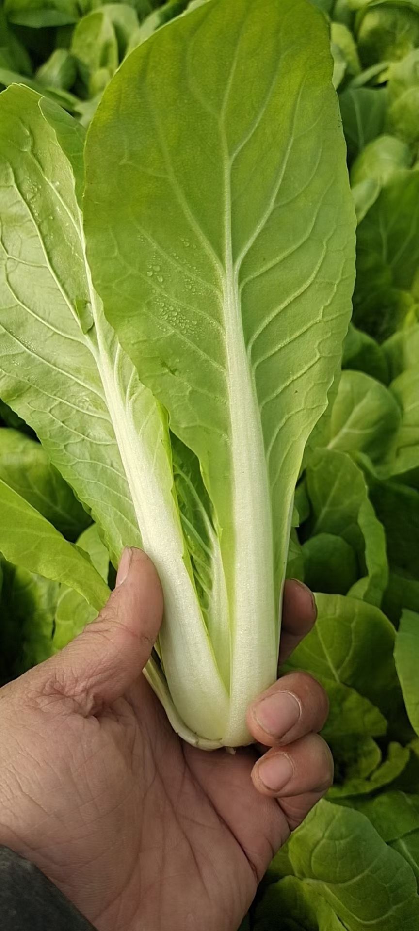奶白菜！山东辰捷蔬菜配送一条龙