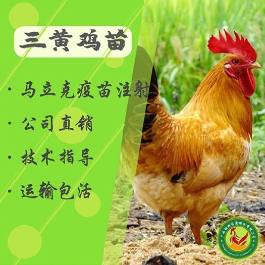 南宁三黄鸡苗  大三黄，快大黄，品种优良，包打疫苗，包技术指导，全国发货