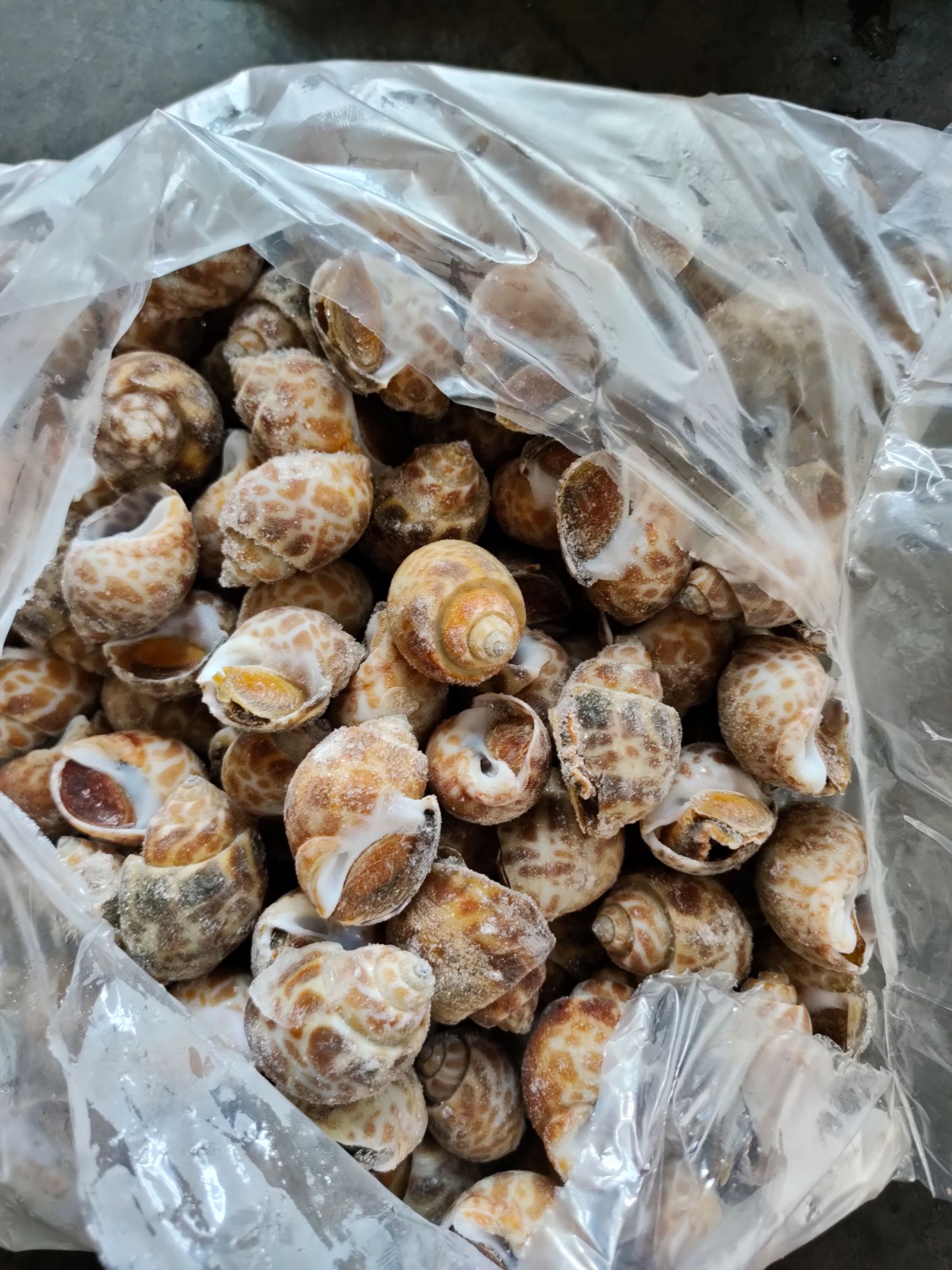 福建福州马尾区  黄螺海螺花螺水产贝类批发