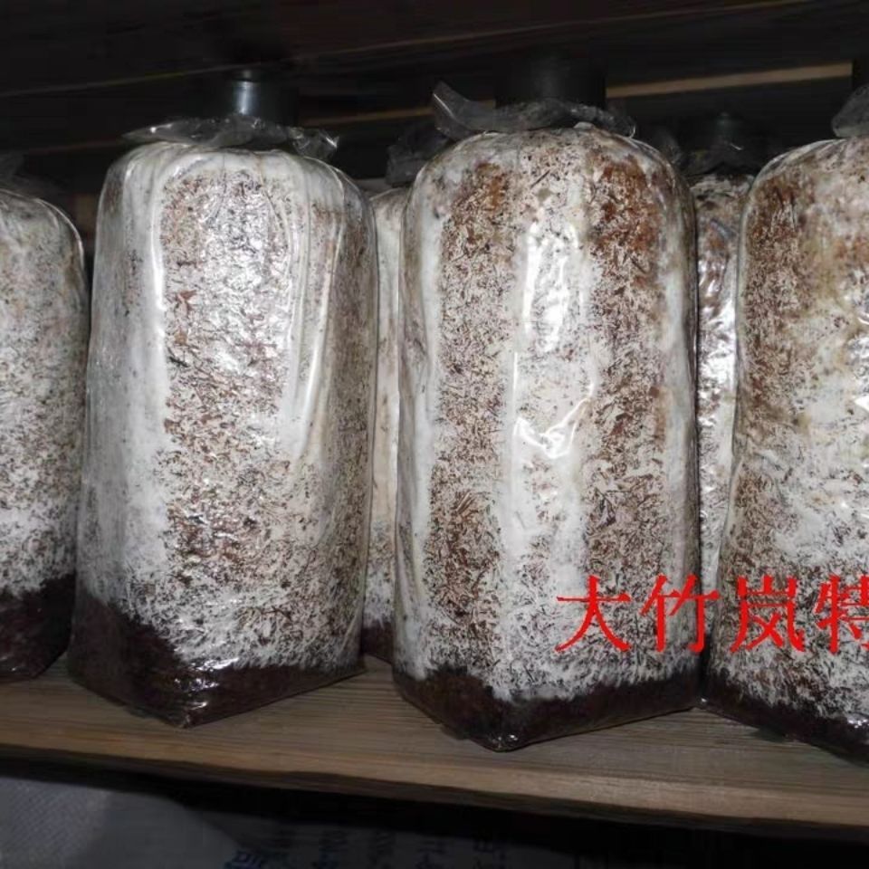 椴木中温木头栽培香菇菌种中温品种种子种苗