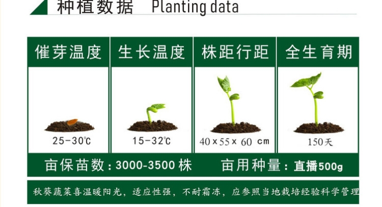 高端黄秋葵种子果色油亮绿整齐高产耐运短尾源春秋蔬菜种籽