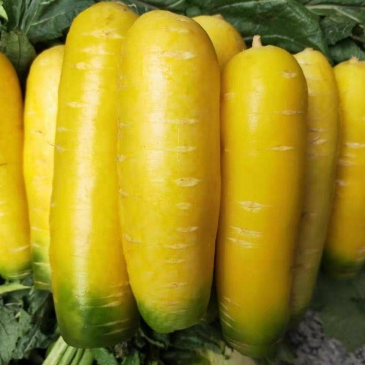万荣县现发新鲜蔬菜水果金黄胡萝卜维生素农家蔬菜宝宝辅食新鲜清脆可口