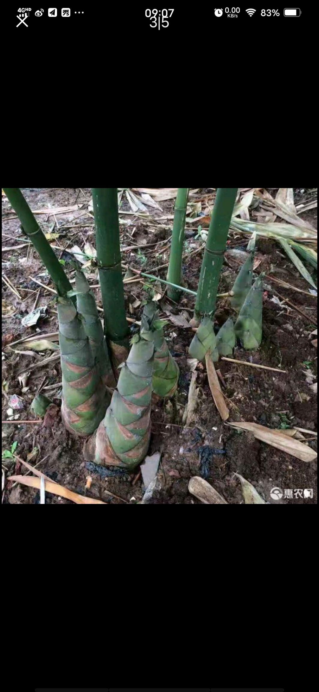 大叶麻竹竹头竹兜英德西牛