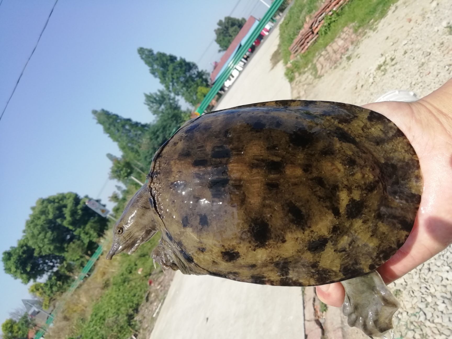 甲鱼