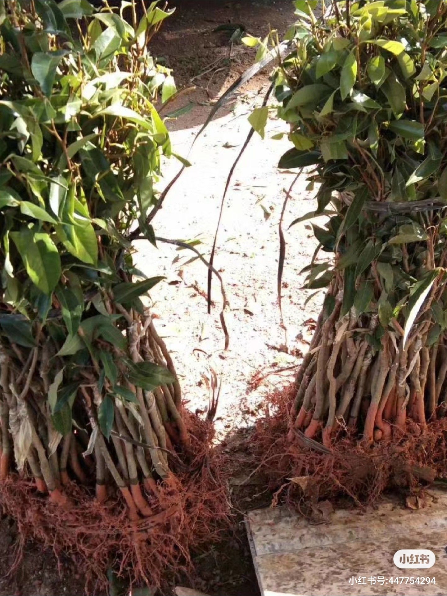 包邮精品【广西灵山妃子笑荔枝苗】嫁接苗/直销