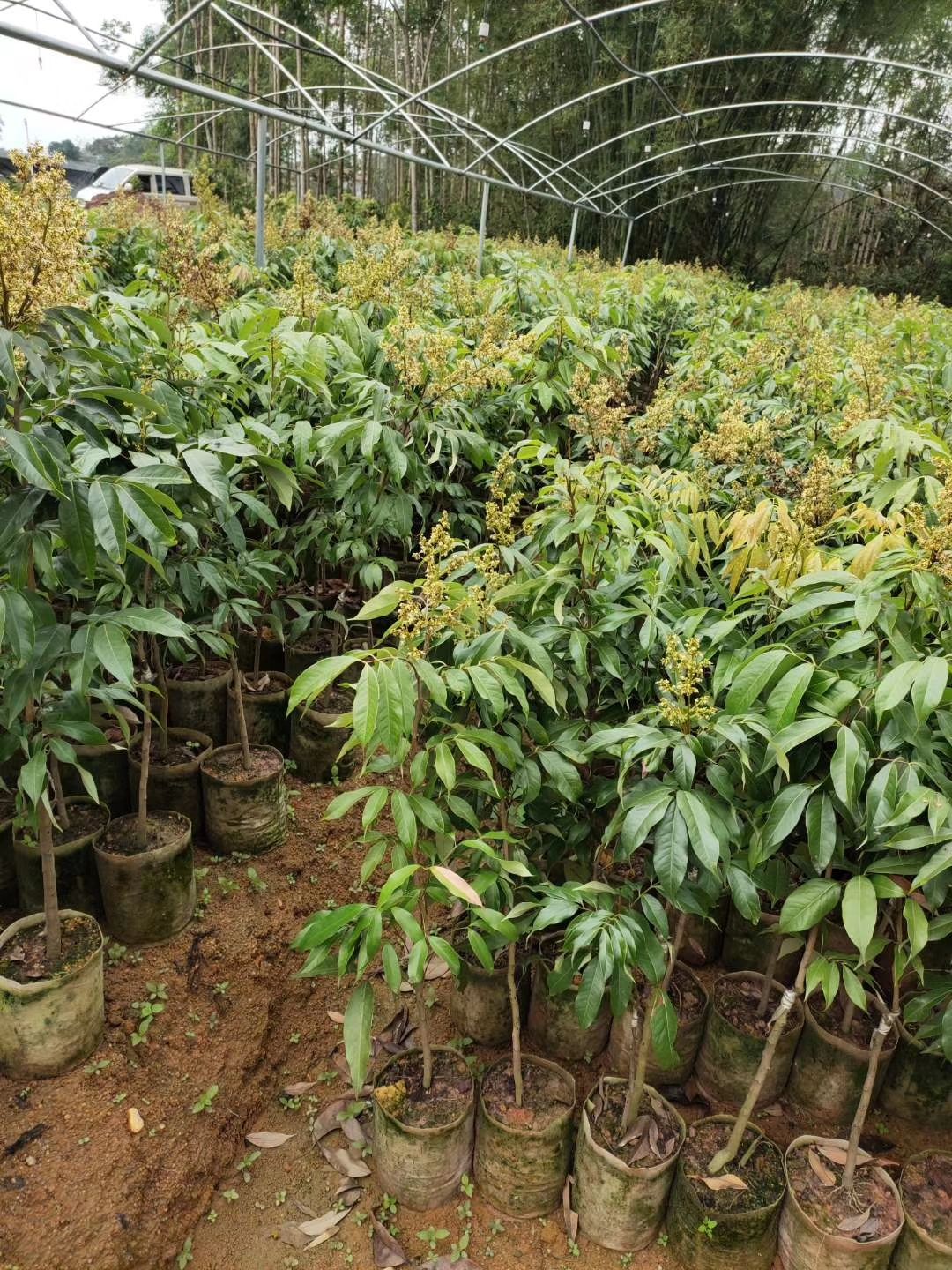 包邮精品【广西灵山妃子笑荔枝苗】嫁接苗/直销