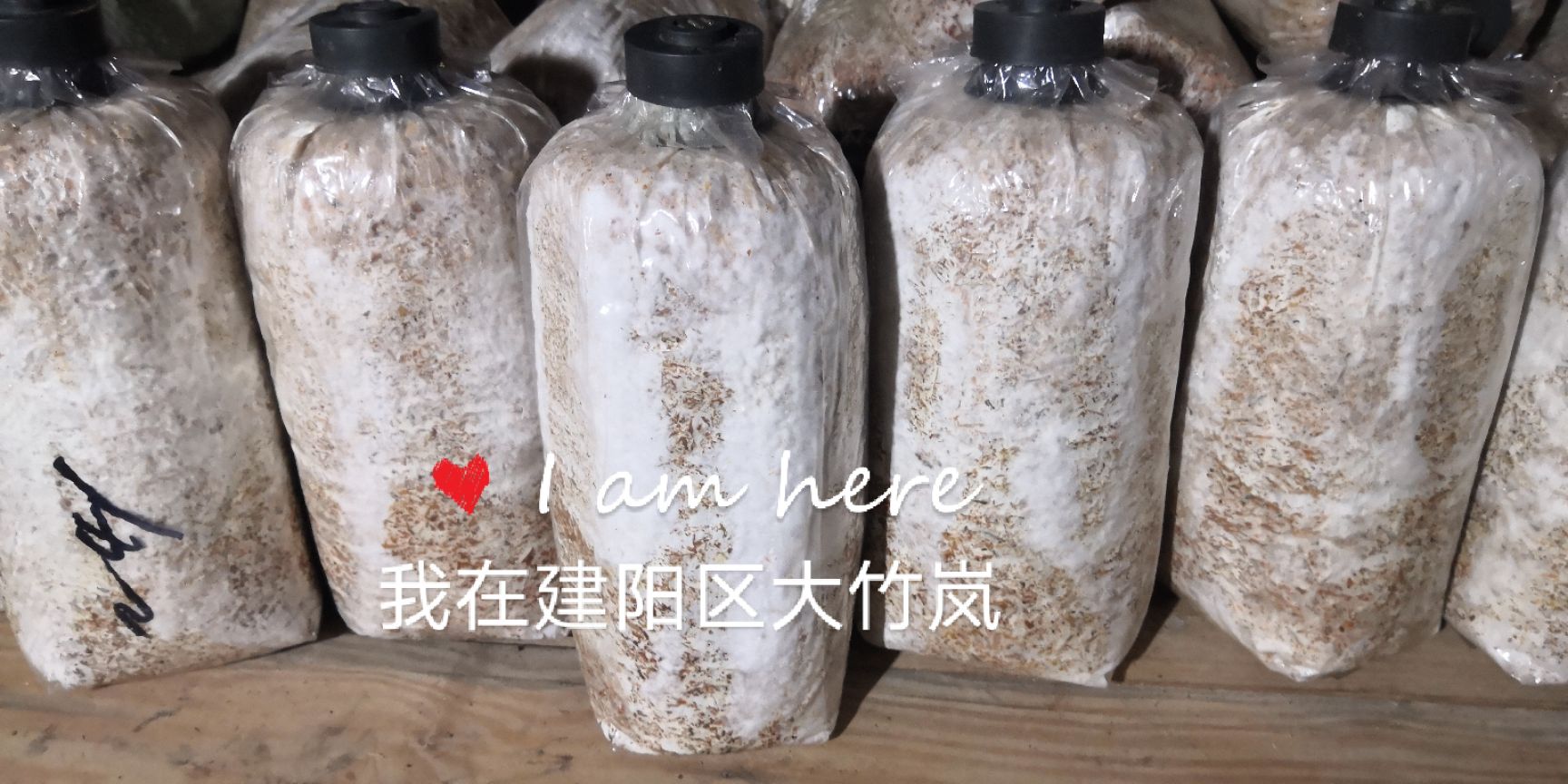 椴木中温木头栽培香菇菌种中温品种种子种苗
