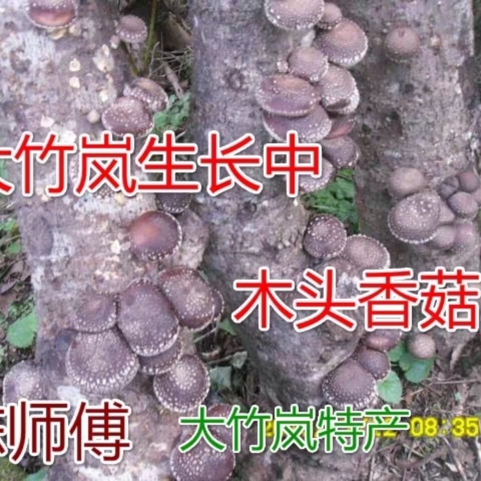 椴木中温木头栽培香菇菌种中温品种种子种苗