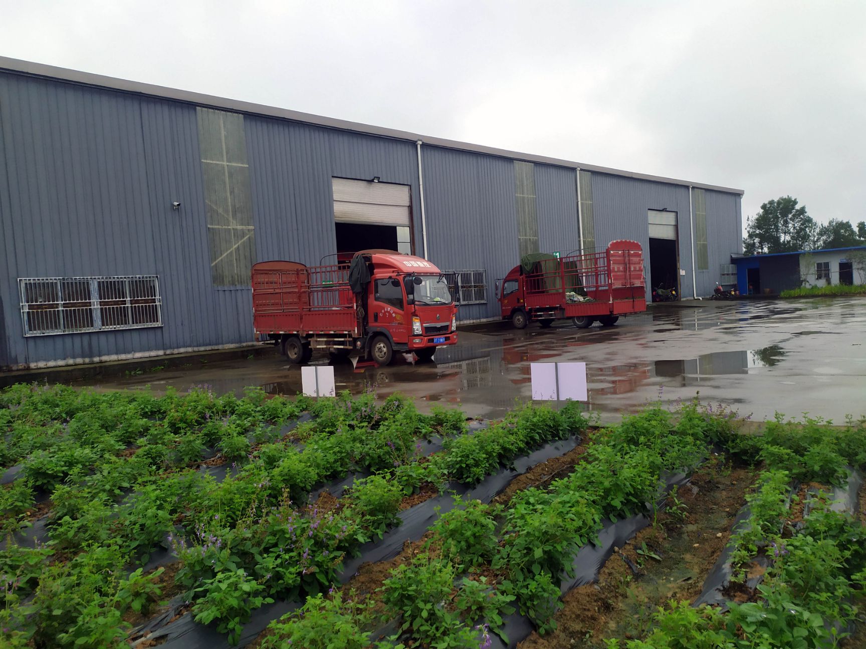 四川非种植红花龙胆草，新货色绿，切段，方便实用，整颗都有