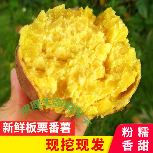 板栗薯  【香甜粉糯】广东现挖新鲜板栗红薯黄心红皮番薯香绵无