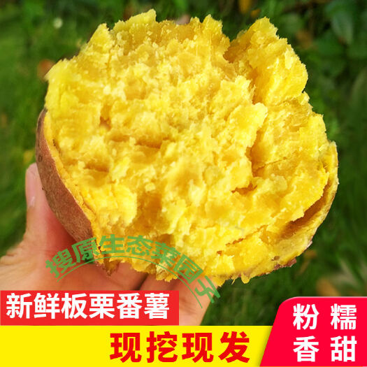 板栗薯 【香甜粉糯】广东现挖新鲜板栗红薯黄心红皮番薯香绵无