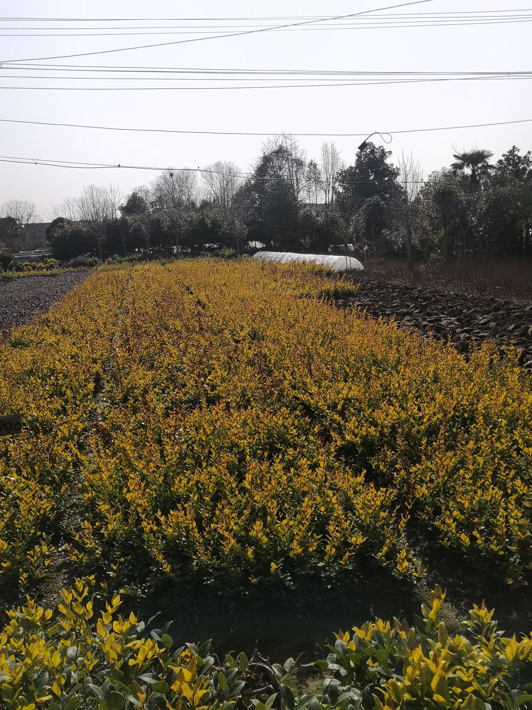 金森女贞  二年移栽老苗三十到五十公分高度，量大常年供应。