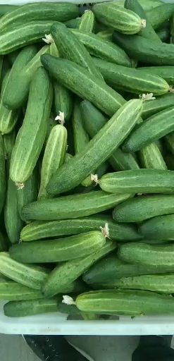 威远县燕白黄瓜  四川精品艳白小黄瓜大量上市了