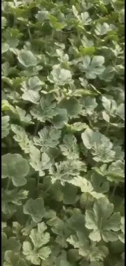 黄小玉/特小凤/小兰西瓜苗直播苗/嫁接苗