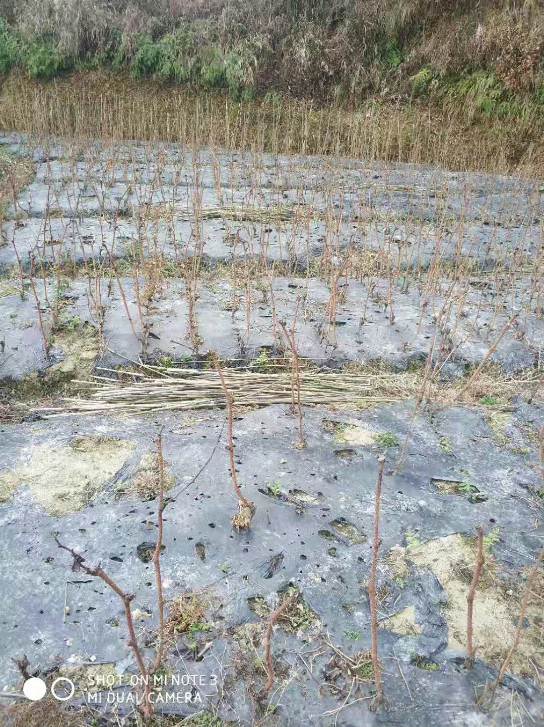 高山紫秋葡萄苗  紫秋高山刺葡萄苗大量上市。