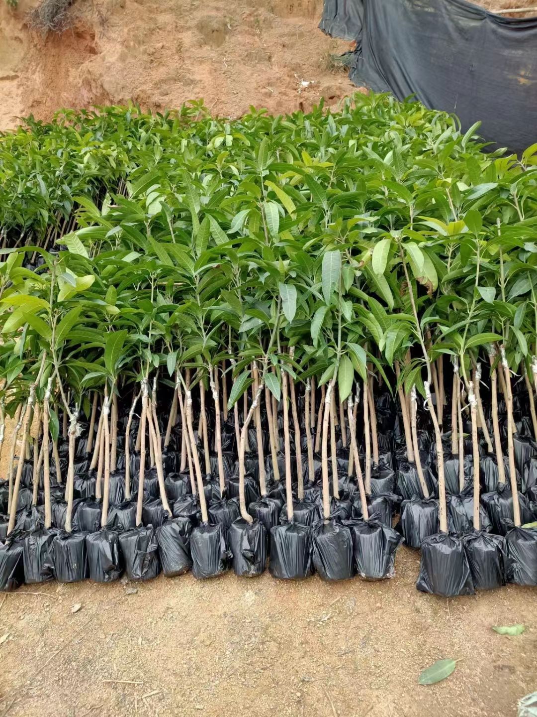 金煌芒果苗  金黄芒果苗