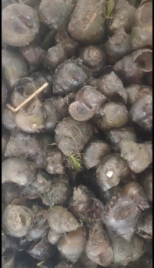 脆螺钓鱼螺钓青鱼专用挂钩小田螺量大优惠
