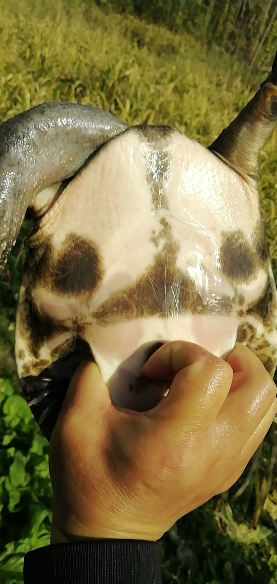 甲鱼