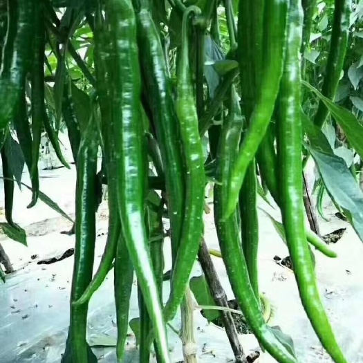 寿光市线椒苗黑线椒苗黄线椒苗