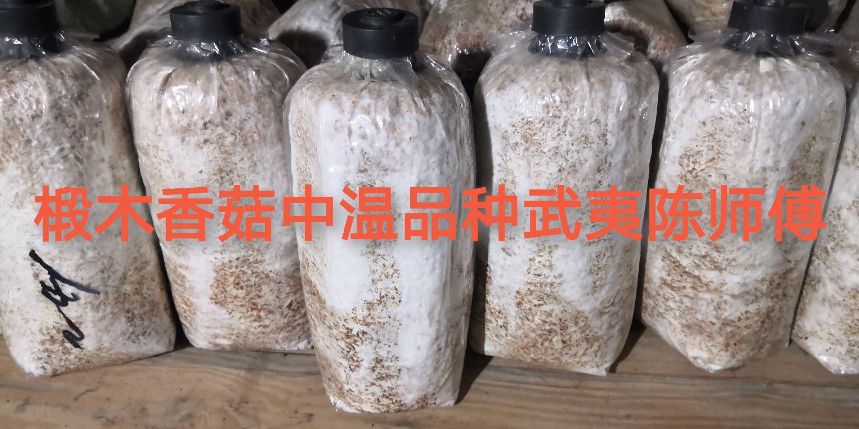 椴木中温木头栽培香菇菌种中温品种种子种苗