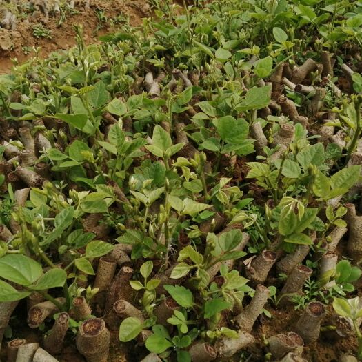藤县葛根种苗  包邮带芽苗100棵起批无渣粉葛带芽苗桂葛一号