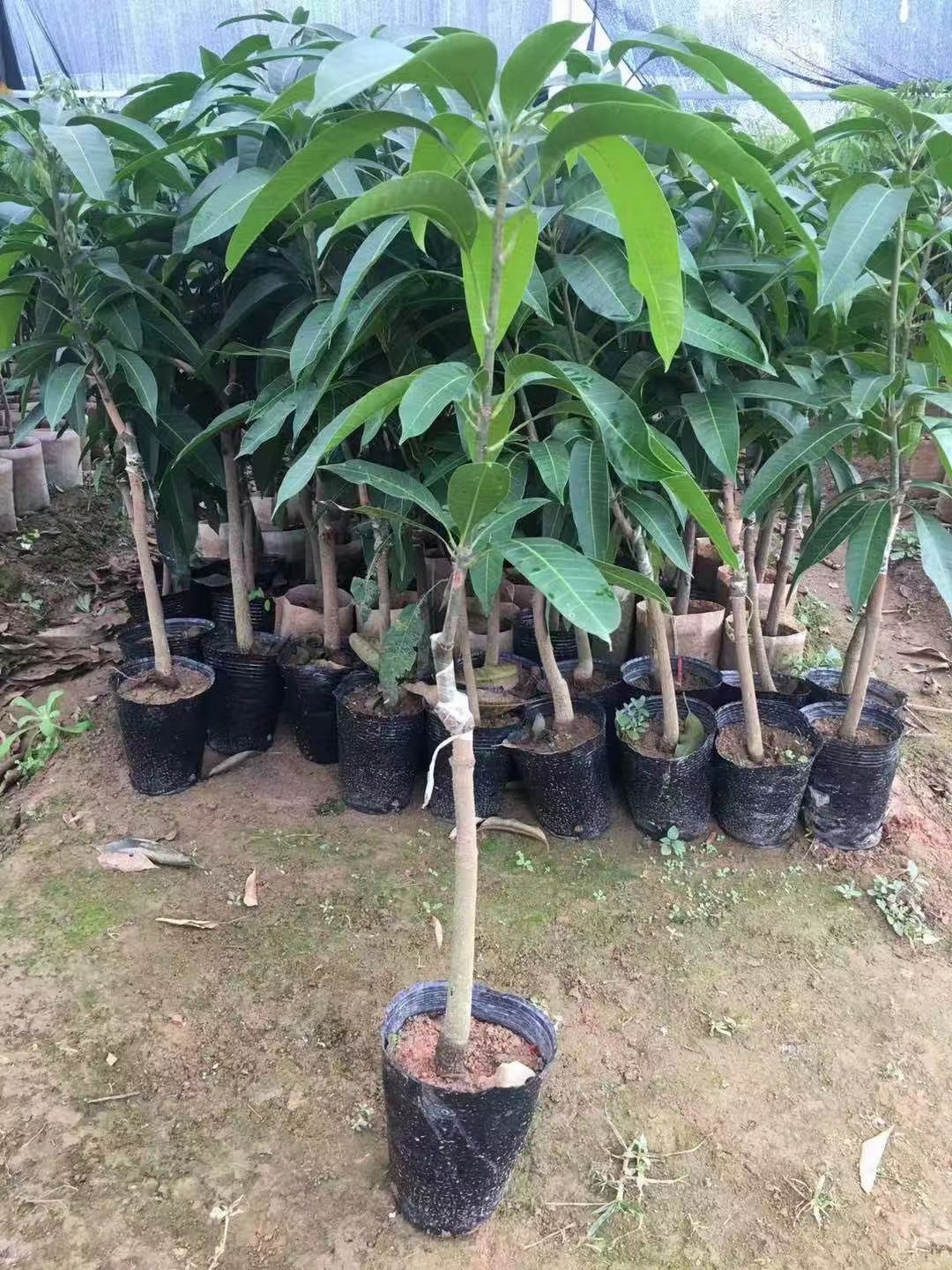 金煌芒果苗  金黄芒果苗