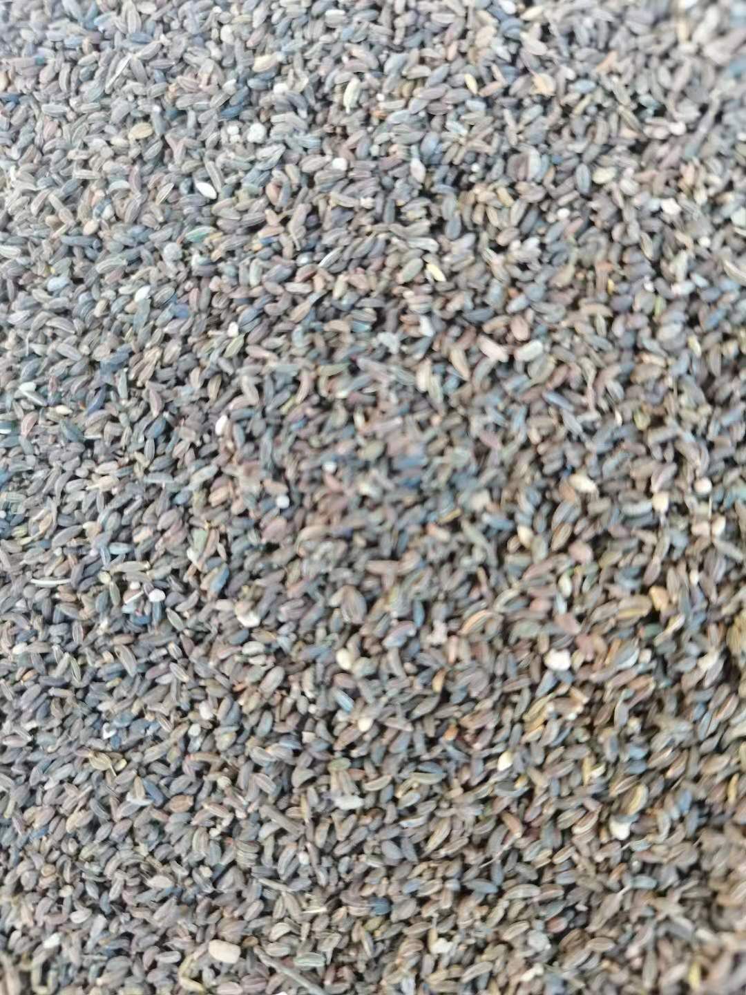 北柴胡  北踩胡子也就是人称的红踩胡，保质保量，发芽率百分之九十。