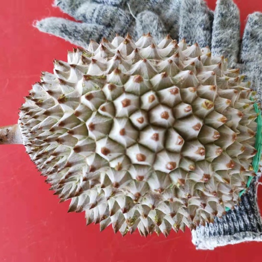 成都马来西亚猫山王榴莲，一手货源。马来西亚直发。