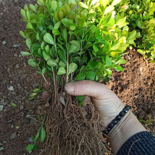 沭阳县精品黄杨苗苗圃直销！起苗当天装车直发！欢迎新老顾客来电垂询！