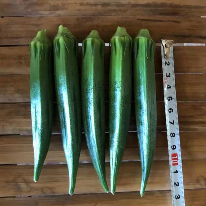 高端黄秋葵种子果色油亮绿整齐高产耐运短尾源春秋蔬菜种籽