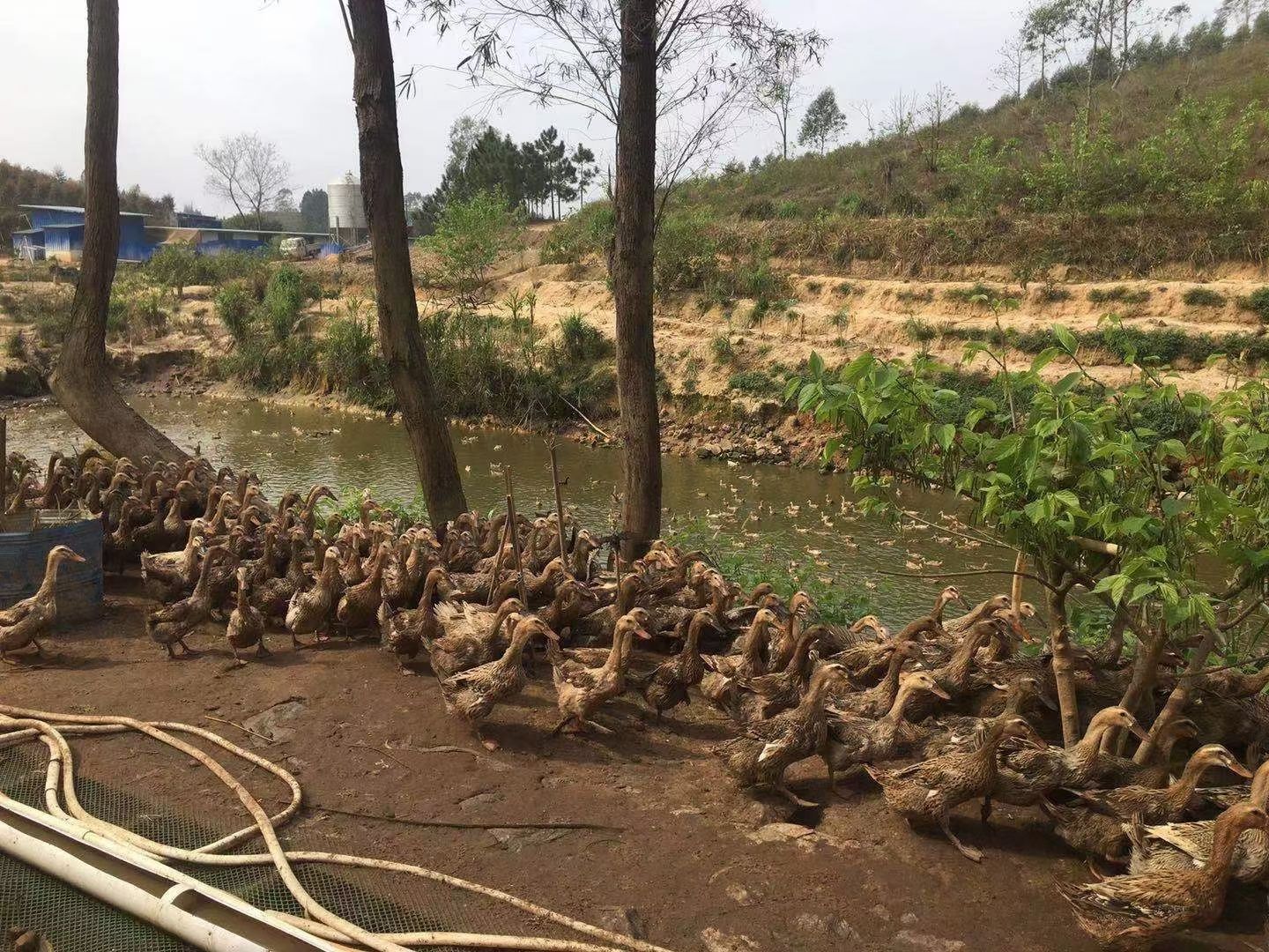  淘汰蛋鸭。数量5000。钦州货源。，3.23斤。价格优惠