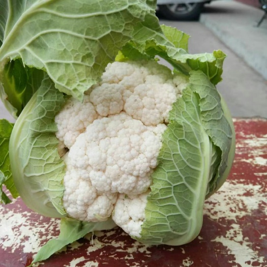 白花菜花  精品菜花大量有货，
