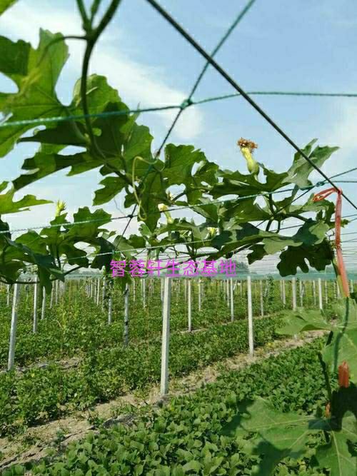 瓜蒌苗9号吊瓜苗蒌大颗粒品种药食同源在线技术支持基地直发