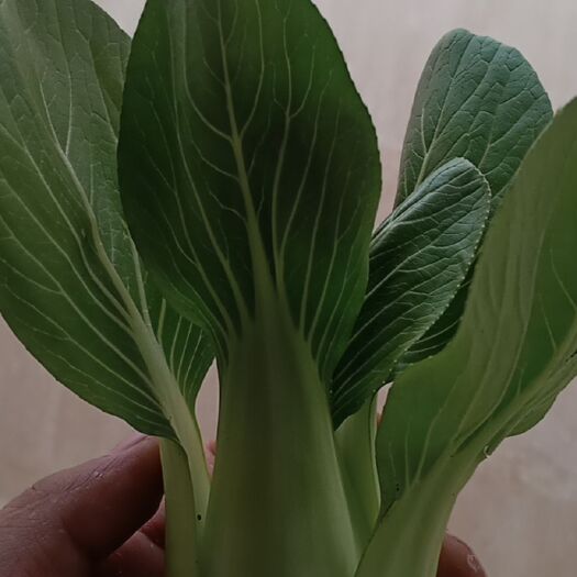 曹县 精品上海青，小白菜