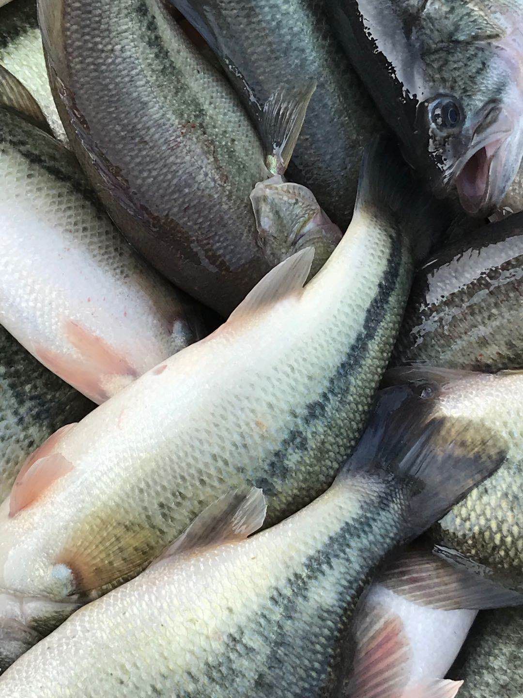 淡水鲈鱼，加州鲈鱼，垂钓及食用，专业钓场配送，质量保证
