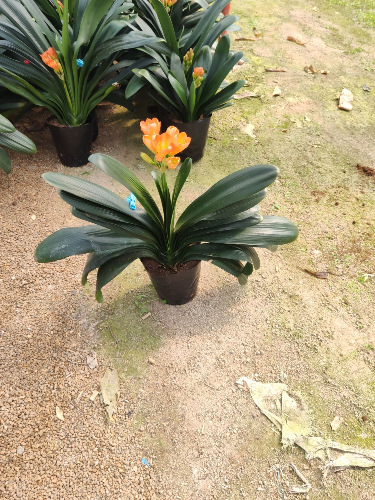 君子兰盆栽  带花苞君子兰大苗国兰