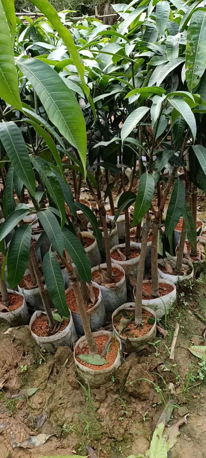 金煌芒果苗  金黄芒果苗