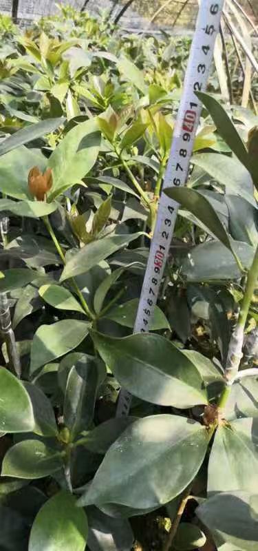 八角树苗 八角嫁接苗实生苗营养杯苗