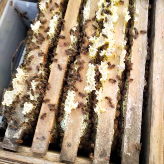贵阳中华蜜蜂  长期出杂交蜂，90块钱一脾，贵州省内量大可送货上门。