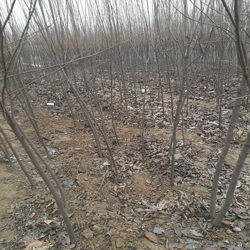 临猗县 出售柿树苗，阳丰，吊红，火葫芦，软枣苗，接橞！