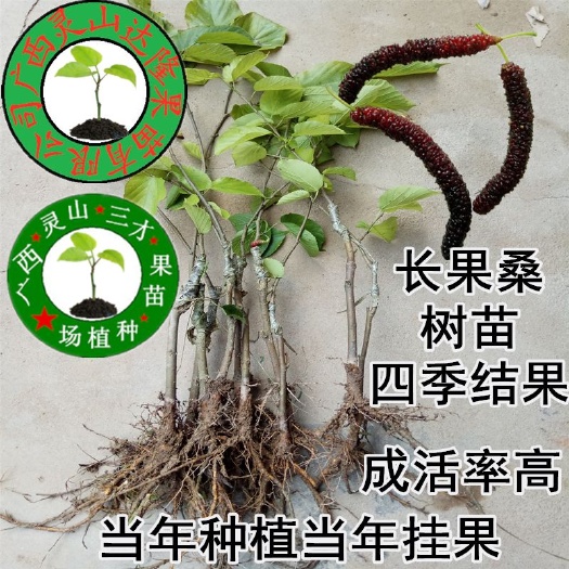 灵山县长果桑苗  长果桑大果桑嫁接苗当年种植当年结果