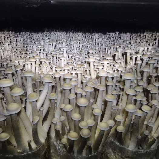古田县鹿茸菇  切根 鲜品 干货 厂家直销