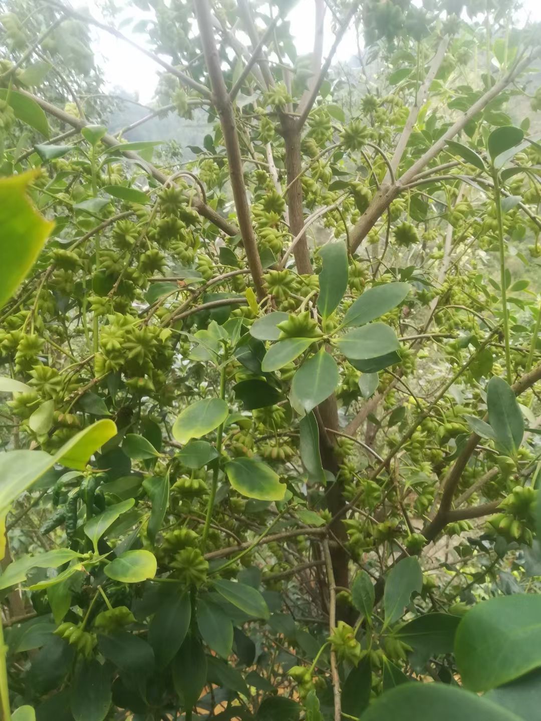 高产矮化八角树苗 古龙嫁接八角苗，大红八角苗 优质八角苗