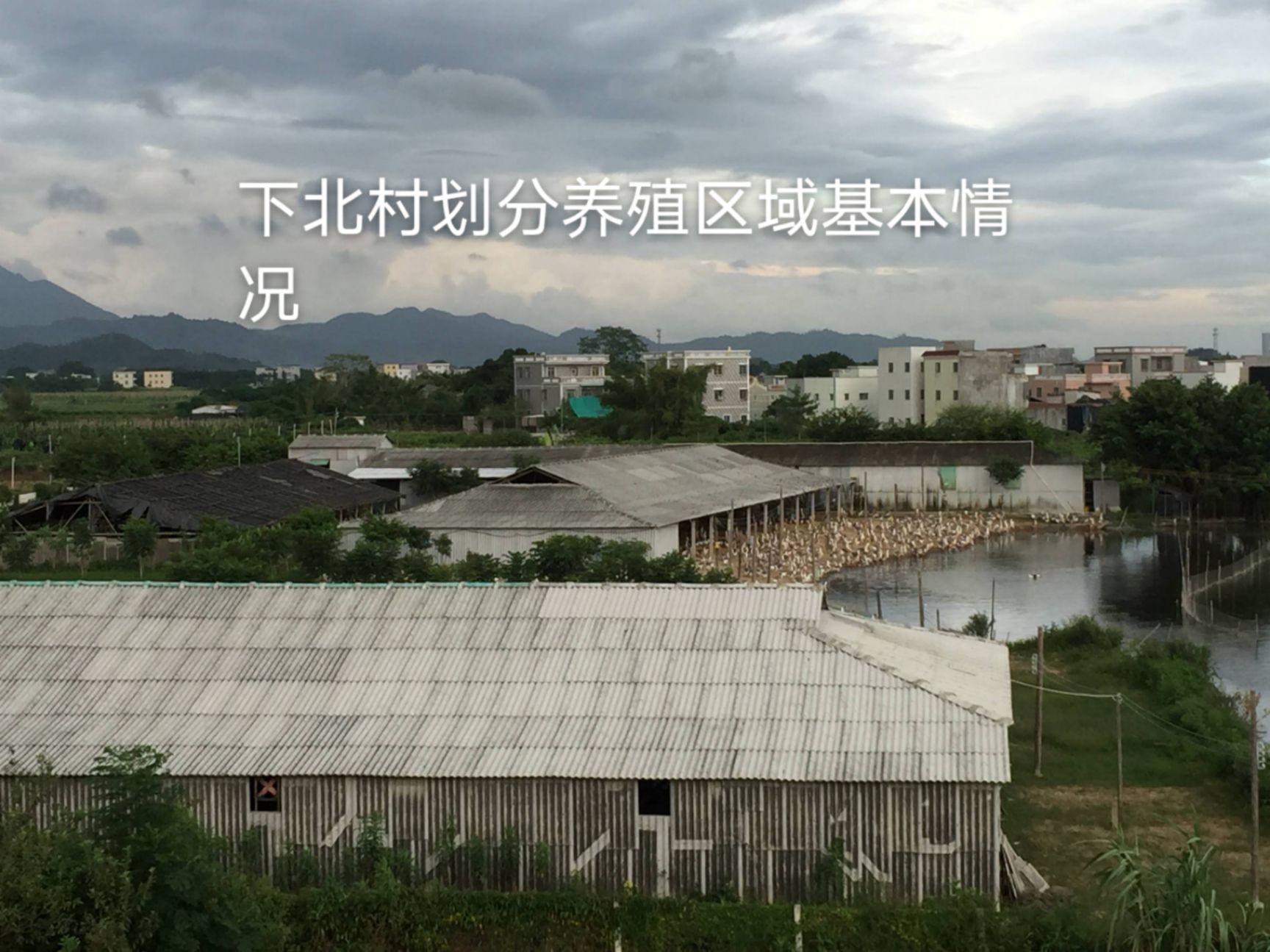 大种狮头鹅苗预订