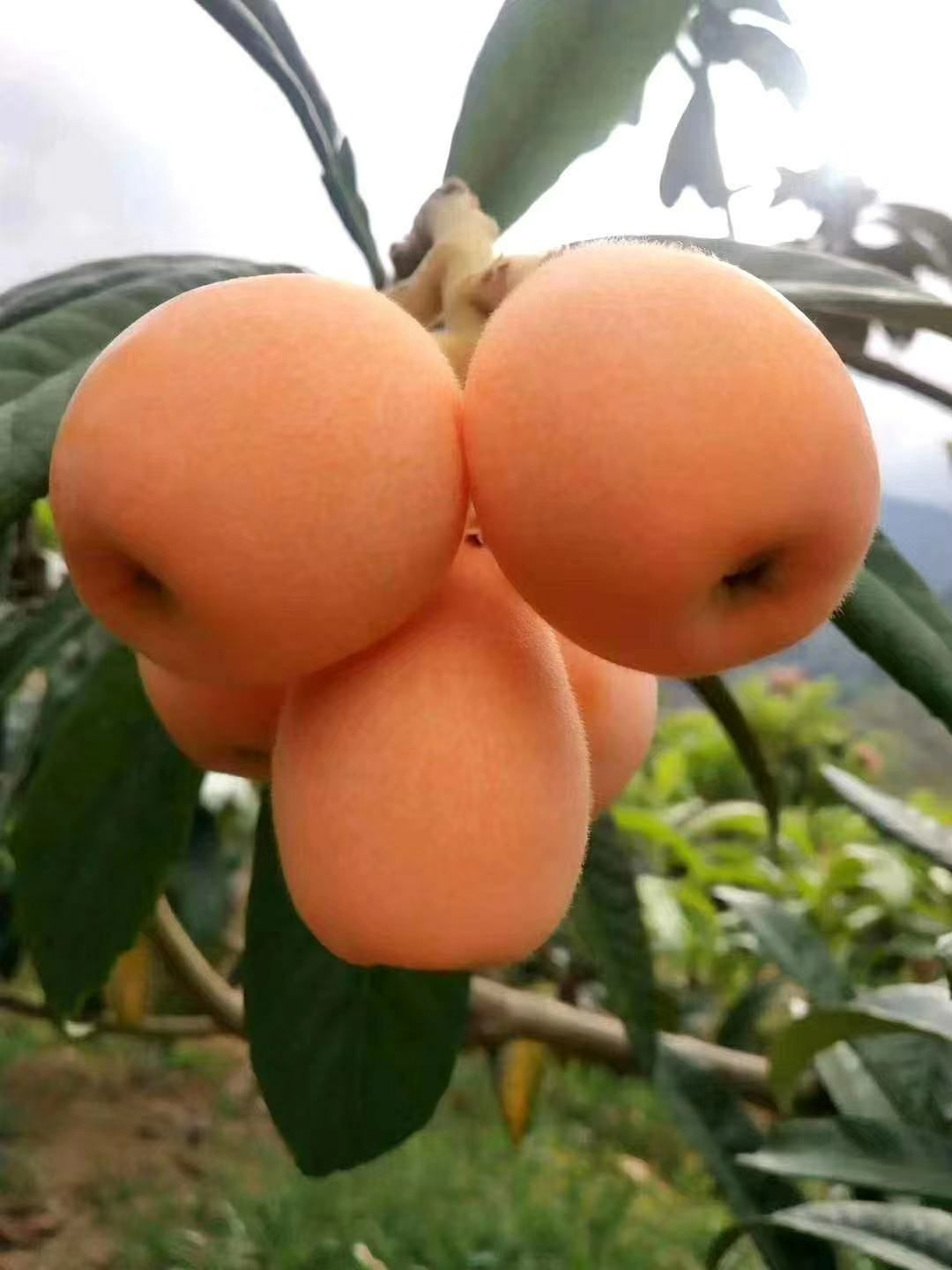 大五星枇杷 大凉山五星枇杷