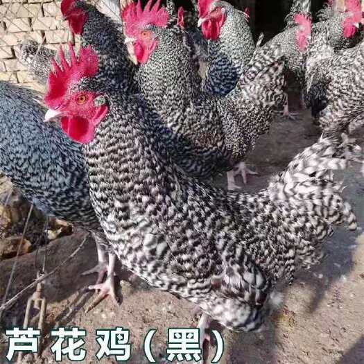 南宁黑芦花鸡苗 统苗 包打疫苗 包运输成活率 技术指导