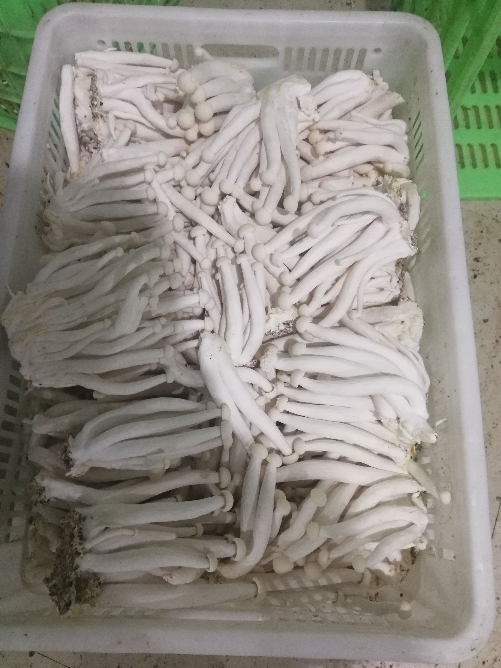 天祝藏族自治縣高原低溫高品質海鮮菇