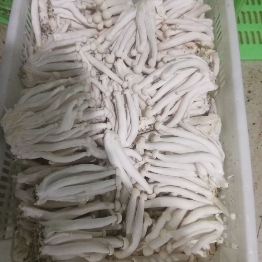 高原低温高品质海鲜菇